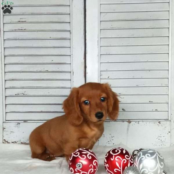 Rachel, Dachshund Puppy